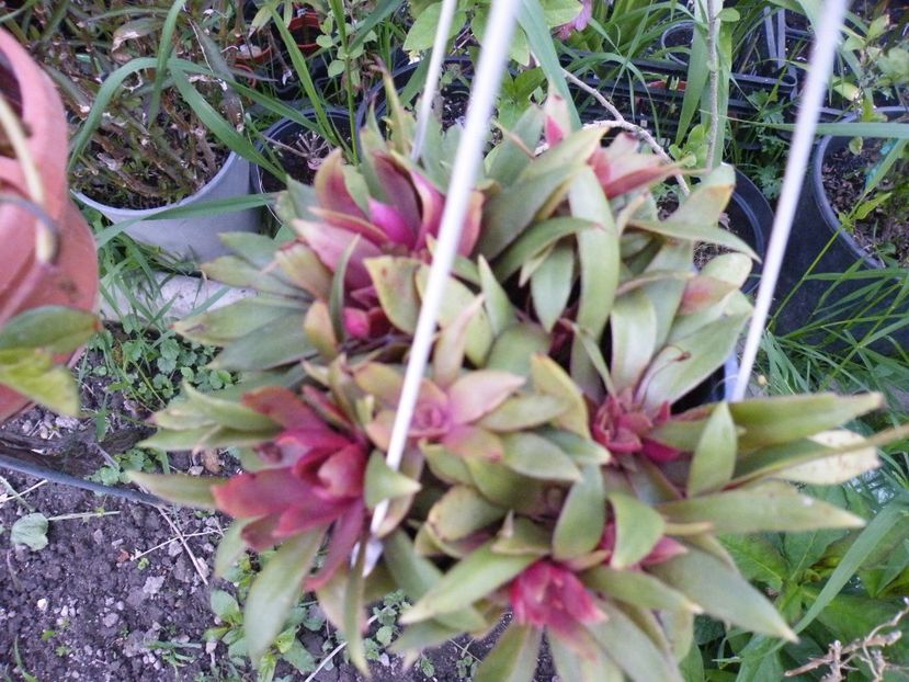  - 2017 in gradina mea