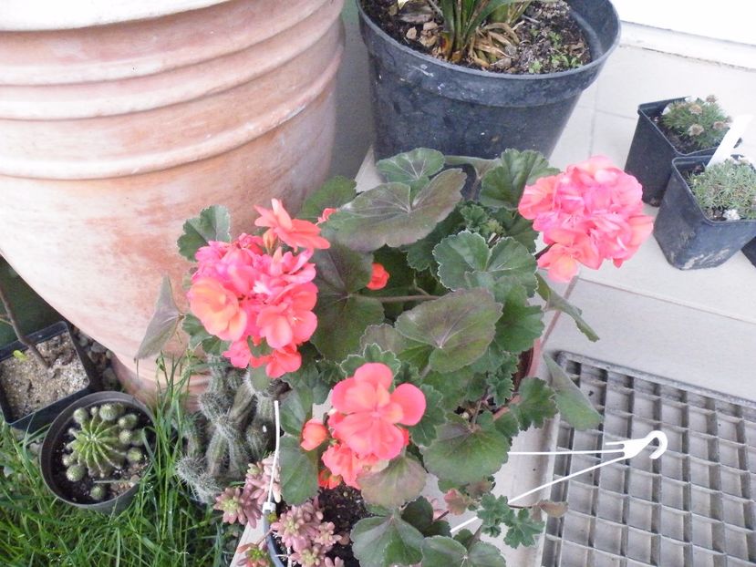  - 2017 in gradina mea