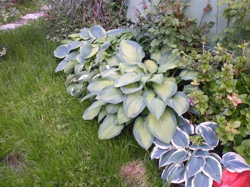  - 2017 in gradina mea