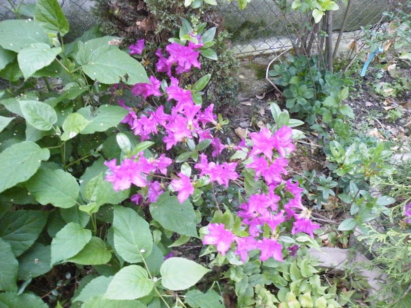  - 2017 in gradina mea