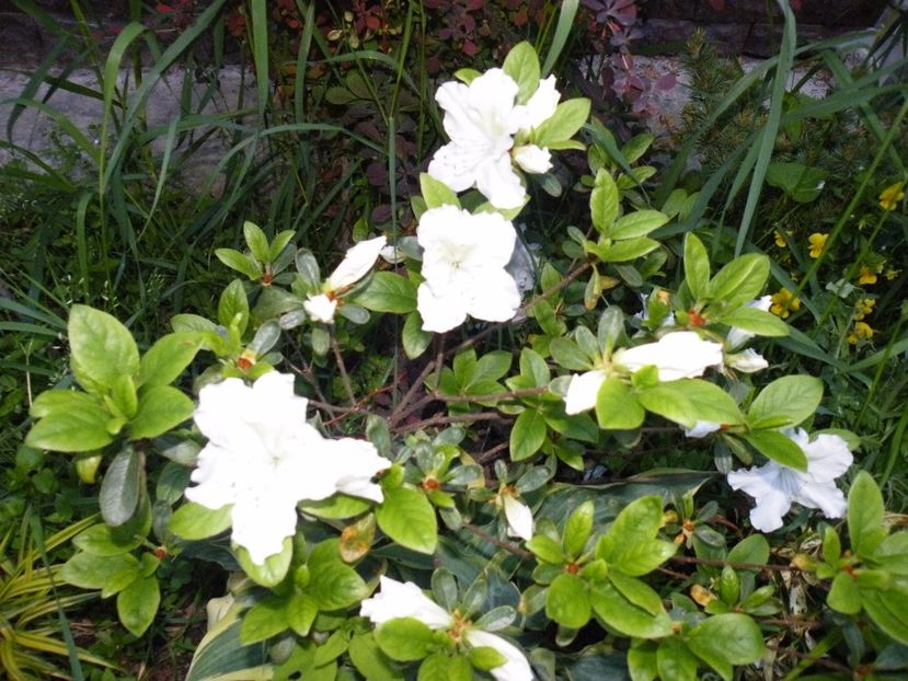  - 2017 in gradina mea