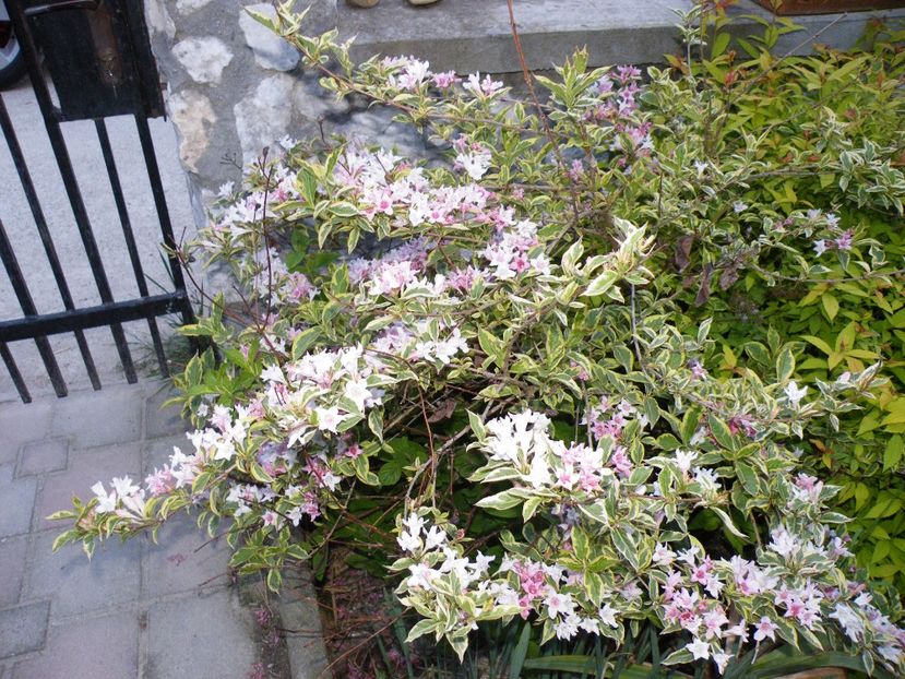  - 2017 in gradina mea