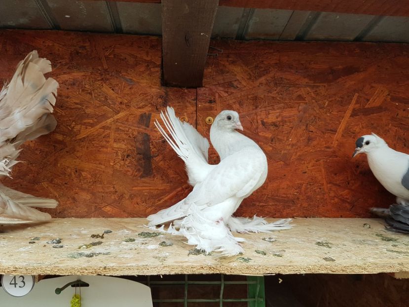  - 6 ___PUI 2017 DIN RASELE PE CARE  LE DETIN