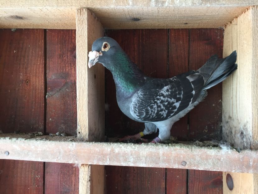  - Voiajori de zbor 2017