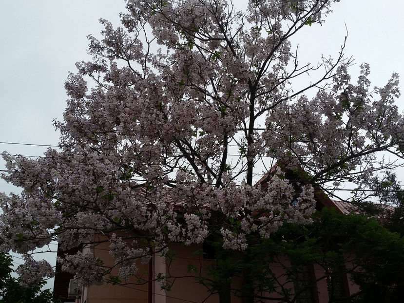 Paulownia Tomentosa - Paulownia 2017