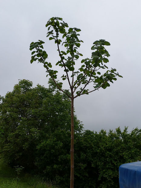 Paulownia Tomentosa - Paulownia 2017