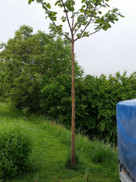 Paulownia Tomentosa - Paulownia 2017