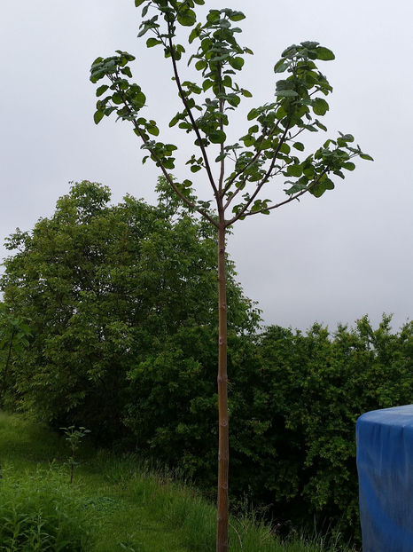 Paulownia Tomentosa - Paulownia 2017