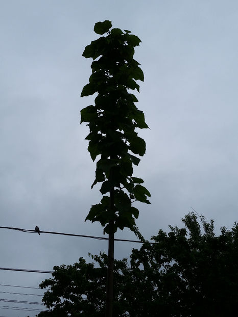 Paulownia Tomentosa - Paulownia 2017