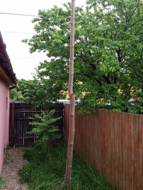 Paulownia Tomentosa - Paulownia 2017