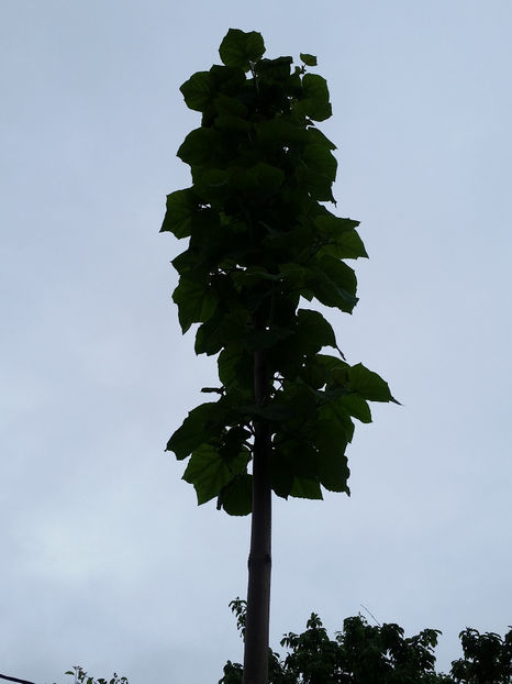 Paulownia Tomentosa - Paulownia 2017