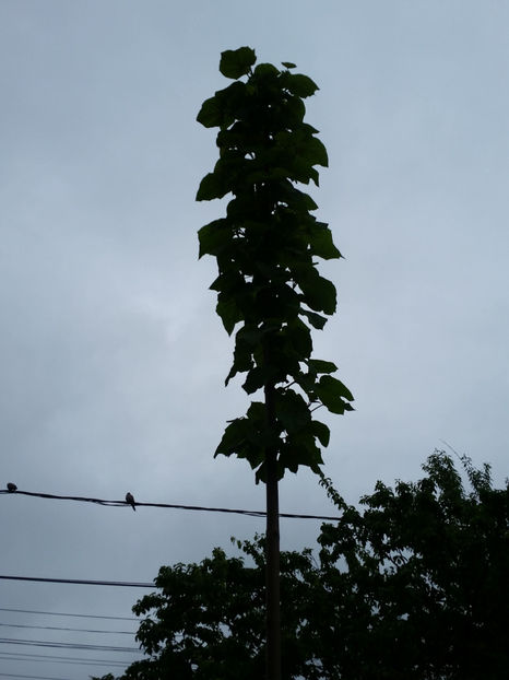 Paulownia Tomentosa - Paulownia 2017