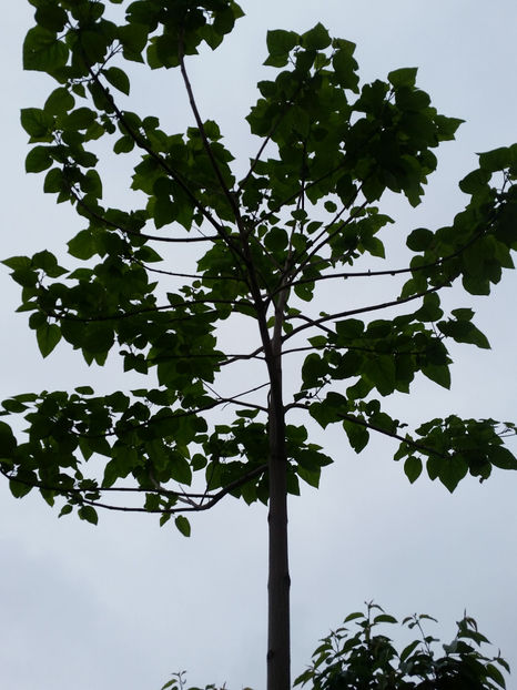 Paulownia Elongata - Paulownia 2017