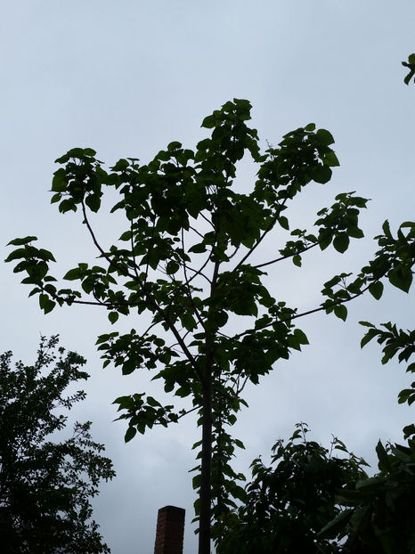Paulownia Elongata - Paulownia 2017