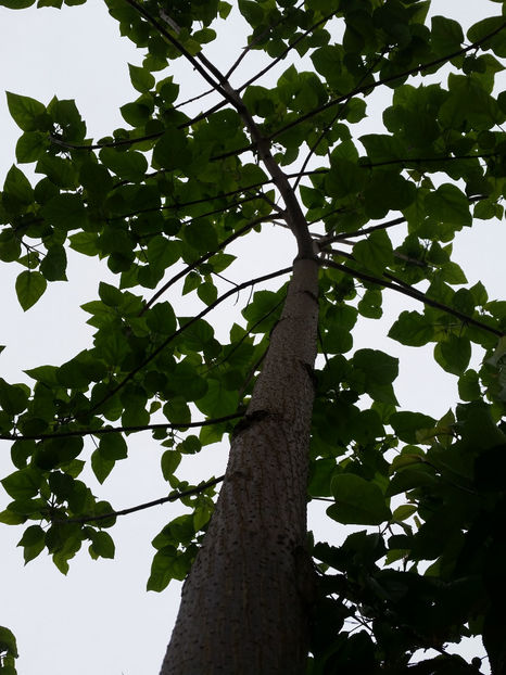 Paulownia Elongata - Paulownia 2017