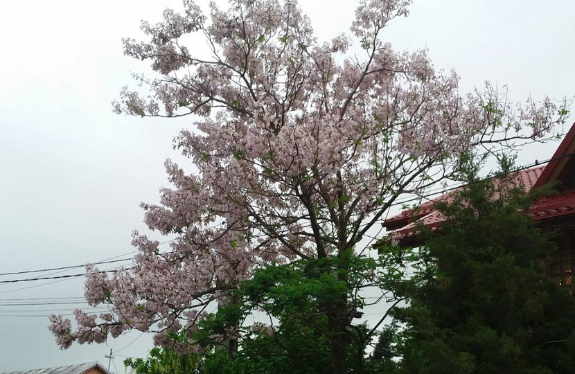 Paulownia Tomentosa - Paulownia 2017