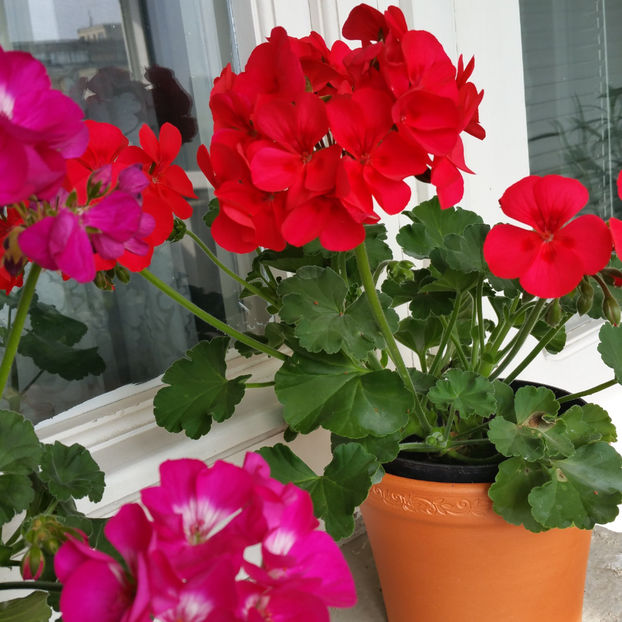  - Muscate 2013 2022