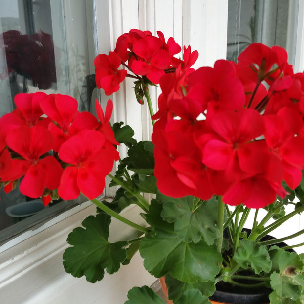  - Muscate 2013 2022