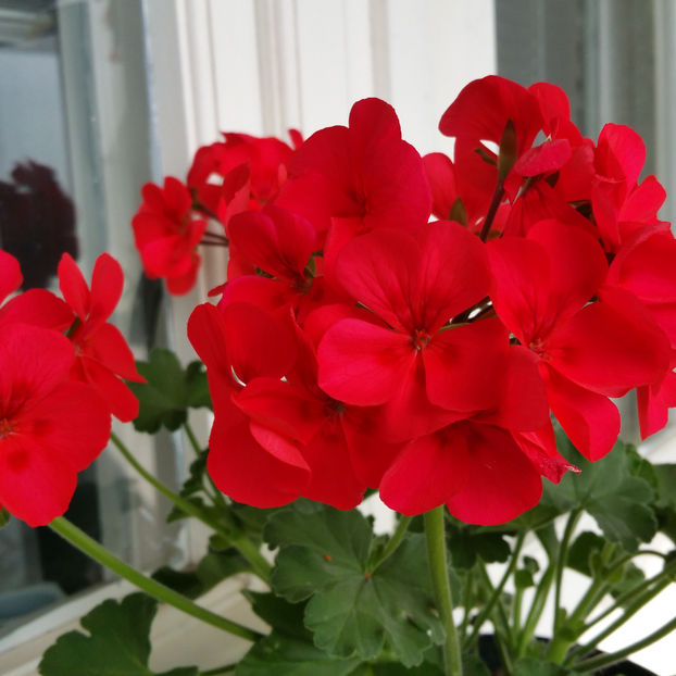  - Muscate 2013 2022