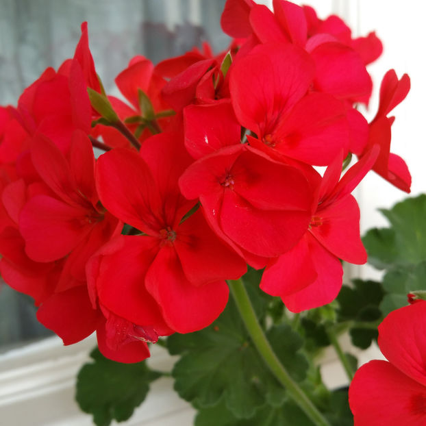  - Muscate 2013 2022