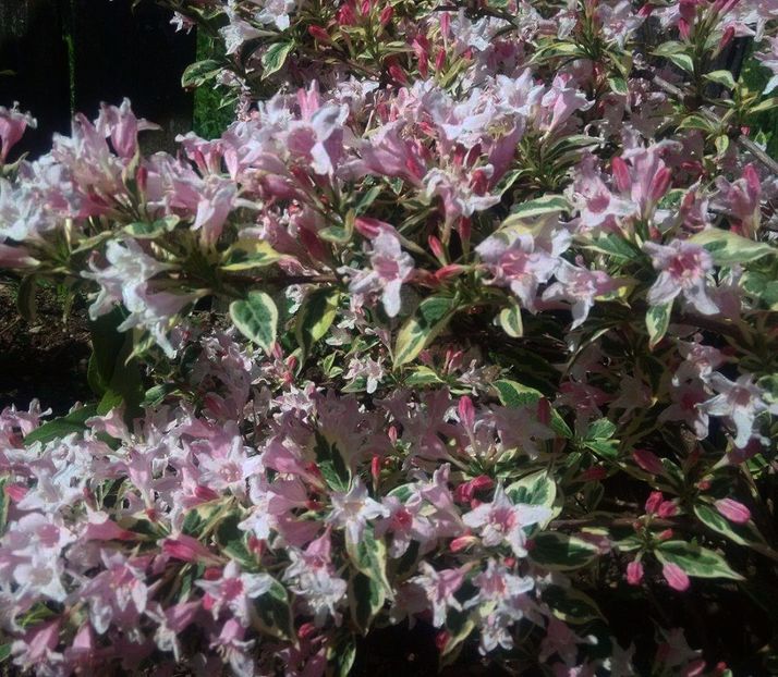 Weigela variegata - GRADINA 2017