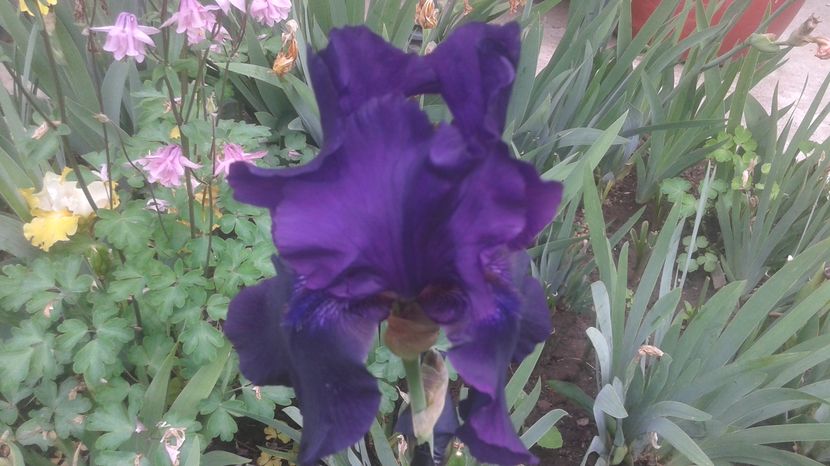 nr 9 disponibil 5 lei - irisi 2017