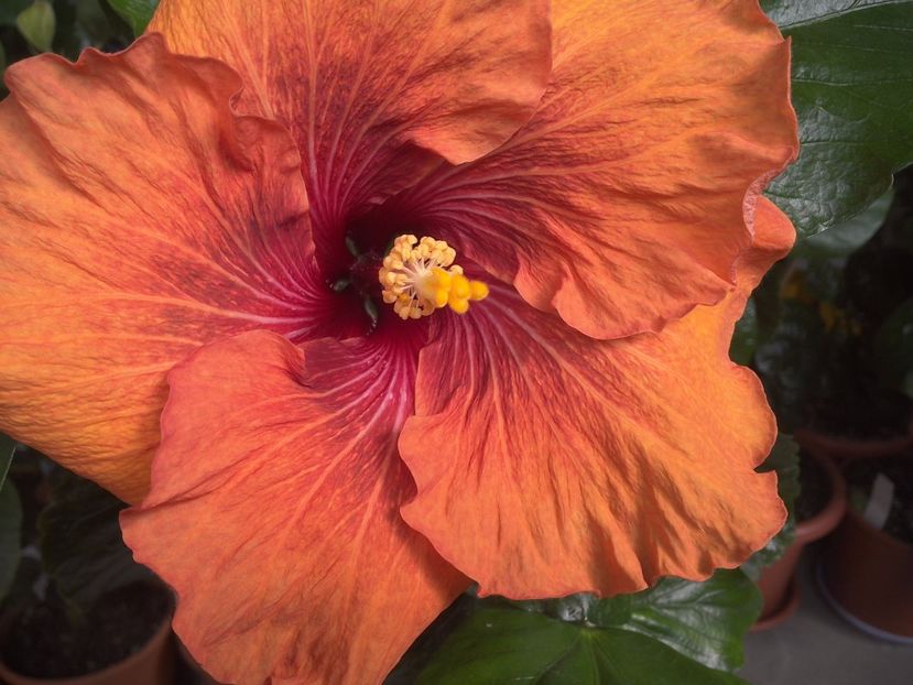 WIN_20170512_095241 - Tahitian Dark Congo