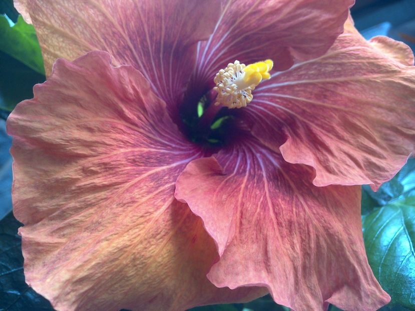 WIN_20170512_095309 - Tahitian Dark Congo