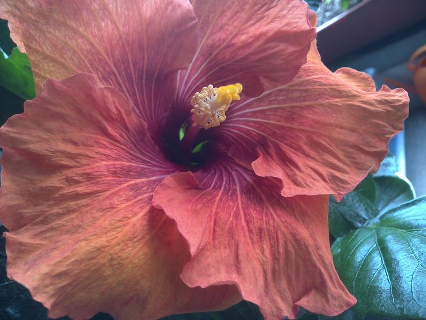 WIN_20170512_095321 - Tahitian Dark Congo