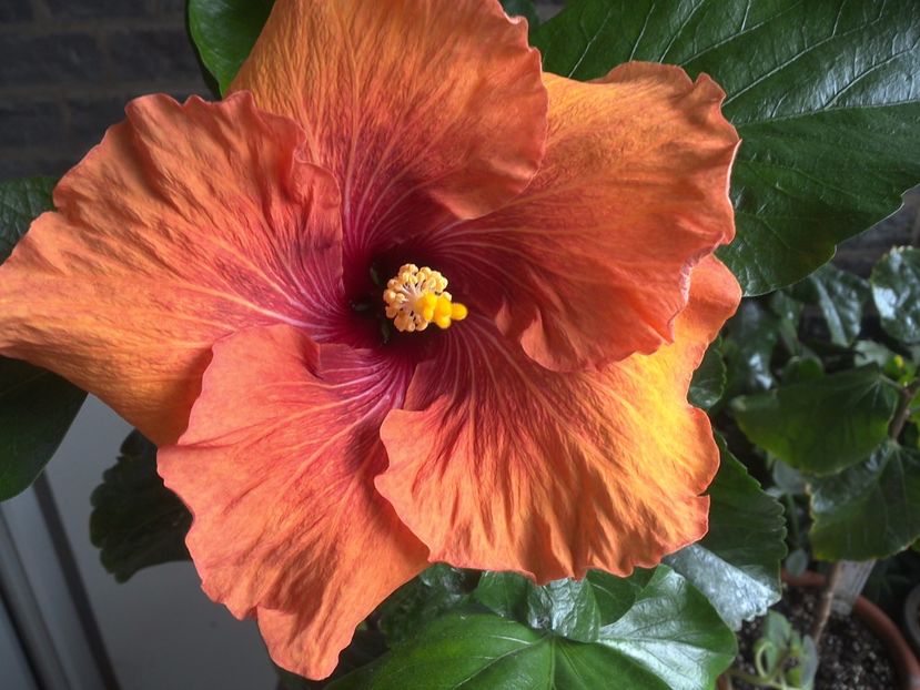 WIN_20170512_093409 - Tahitian Dark Congo