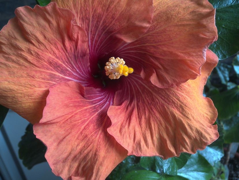 WIN_20170512_093413 - Tahitian Dark Congo