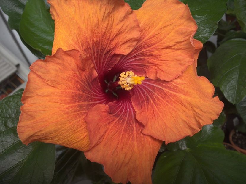 WIN_20170512_095223 - Tahitian Dark Congo