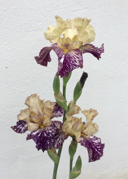 Gnus Flash - GRADINA 2017