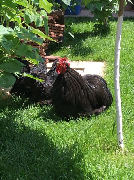  - COCHI PITIC NEGRU 2018