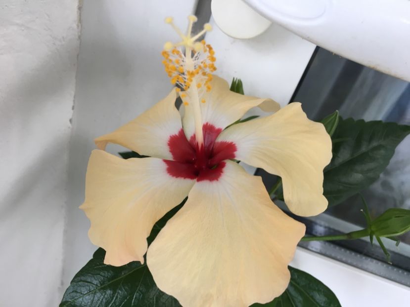 Lutea - Flori 2017