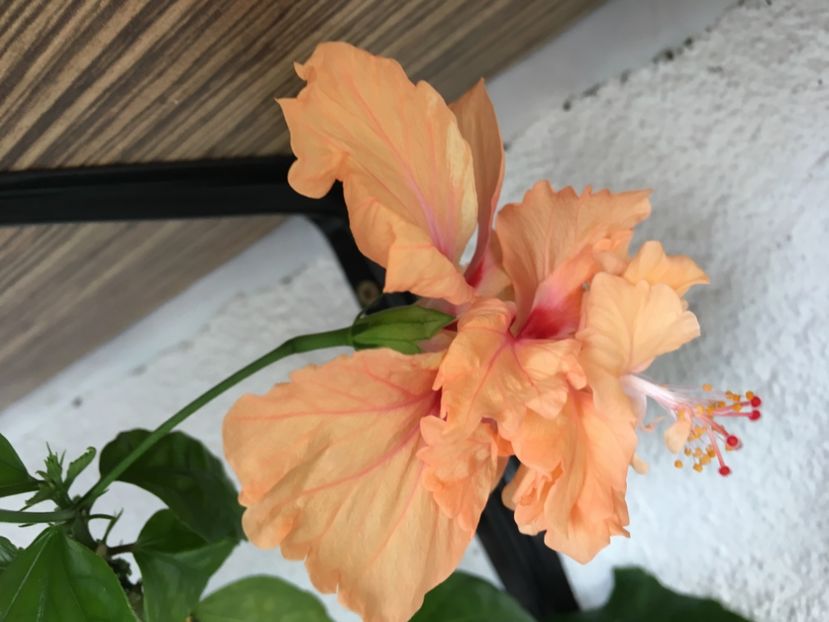 El Capitolio Orange - Flori 2017