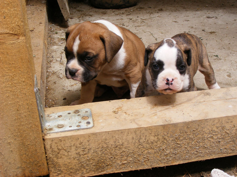 nou 031 - BOXERII GERMANI