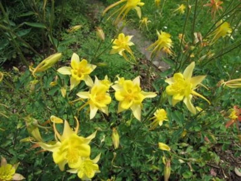 aquilegia-chrysantha-yellow-queen - d Comanda plante noi achizitii 2017