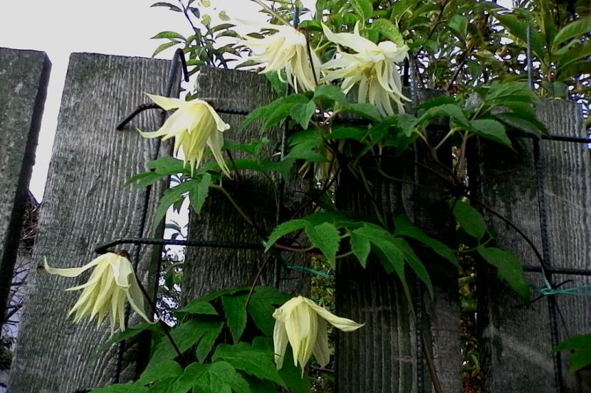 Lemon Dream - 4Clematite2017