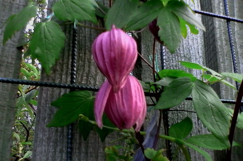 Purple Dream - 4Clematite2017