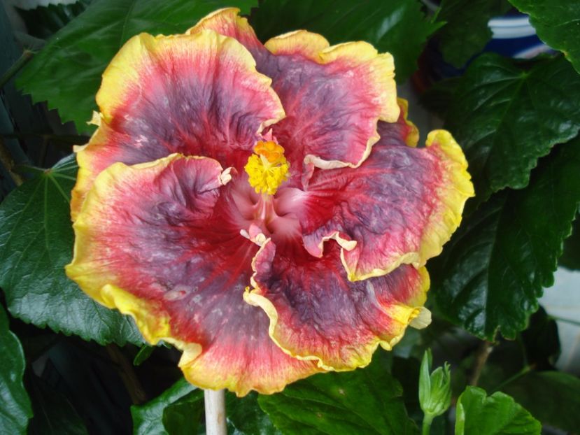  - Hibiscus Night Runner