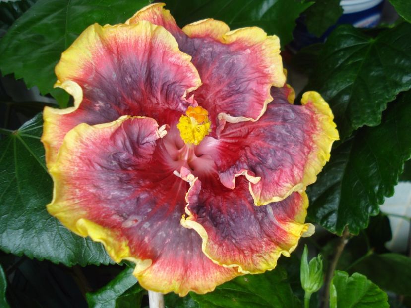  - Hibiscus Night Runner