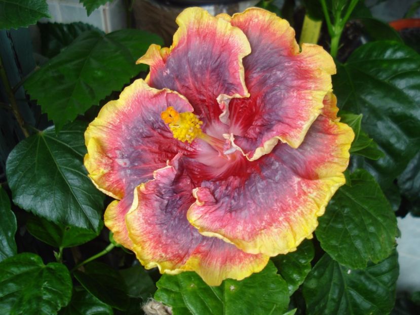  - Hibiscus Night Runner