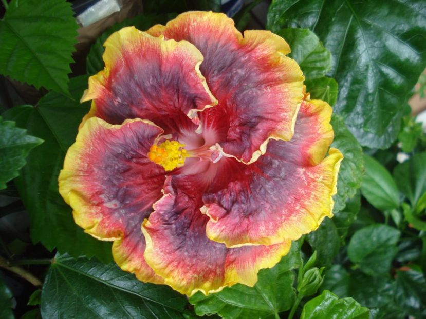  - Hibiscus Night Runner