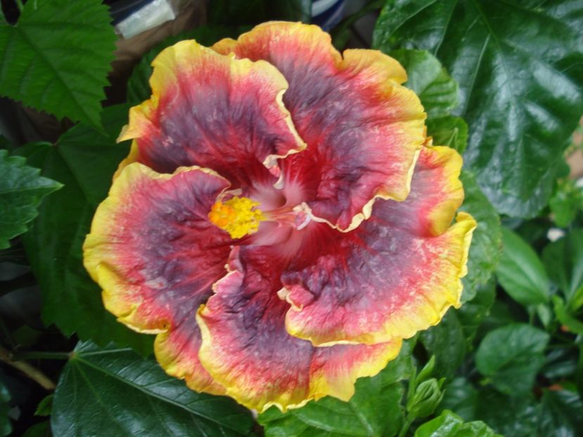  - Hibiscus Night Runner