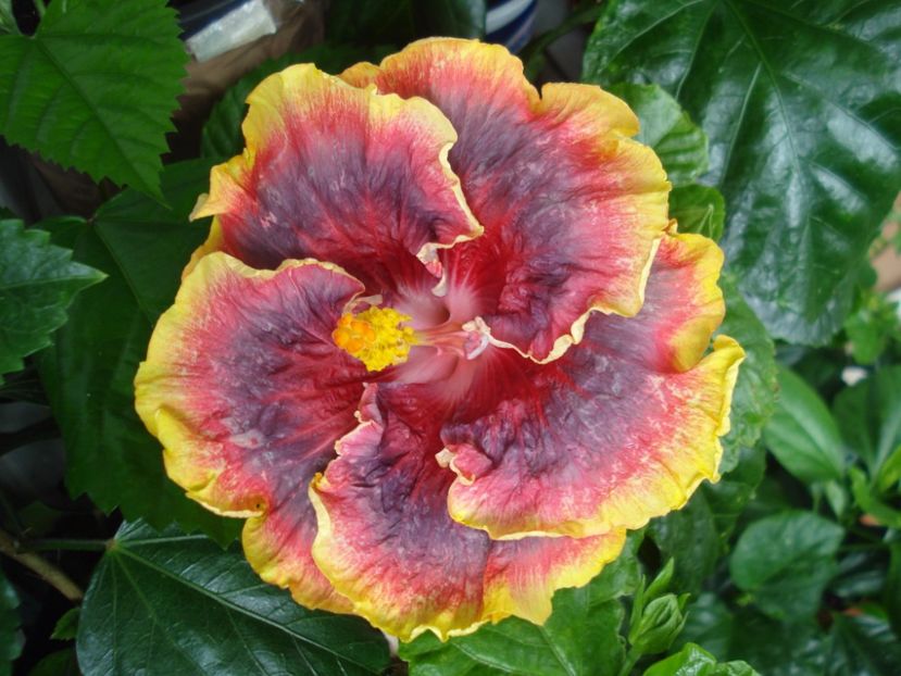  - Hibiscus Night Runner