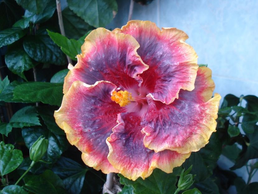  - Hibiscus Night Runner