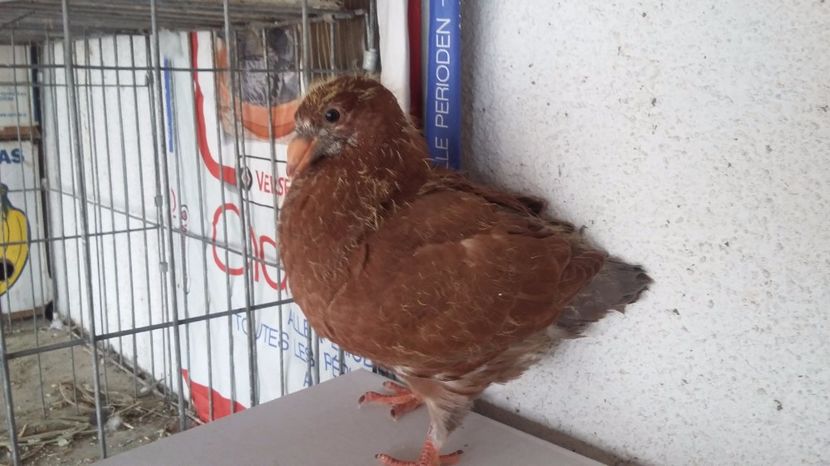 2  2017 - TINERET 2017