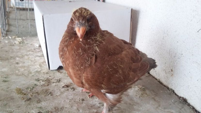 2   2017 - TINERET 2017