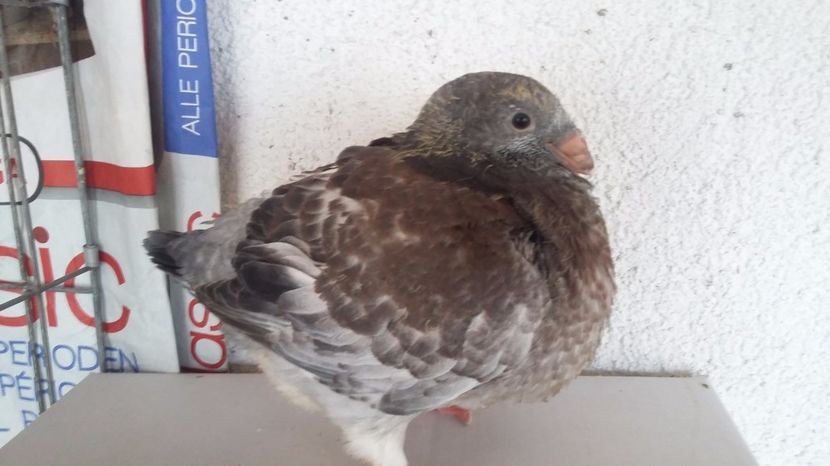 3   2017 - TINERET 2017